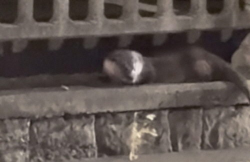 도심 한복판서 발견된 수달[독자 제공=연합뉴스]